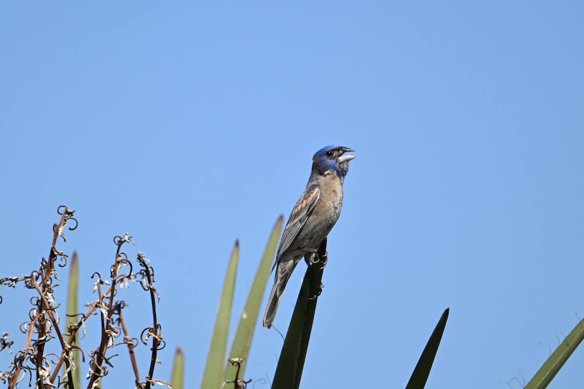 גבתאי כחול - ML620809135