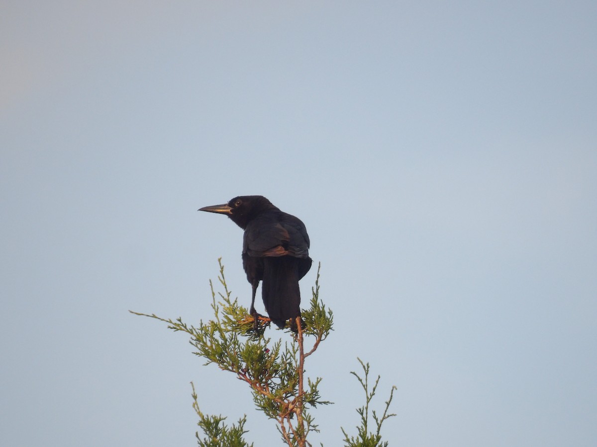 Boat-tailed Grackle - ML620809142