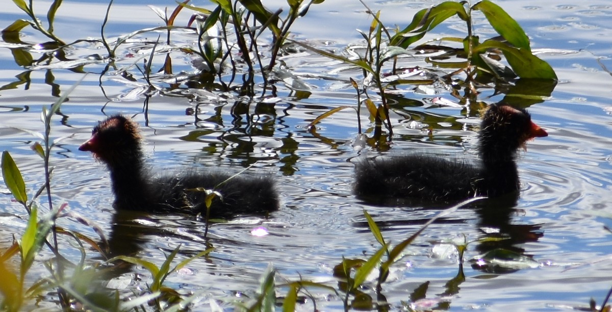 American Coot - ML620809143