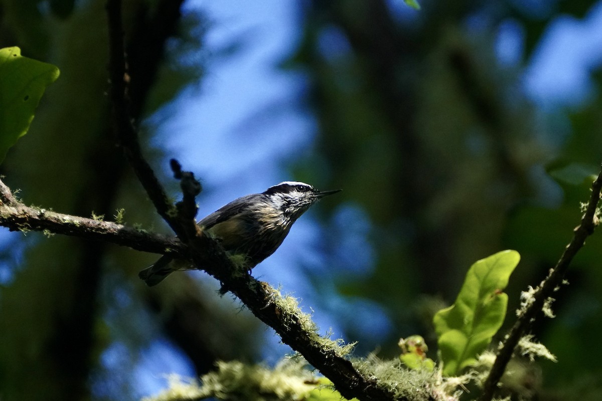 Red-breasted Nuthatch - ML620809146