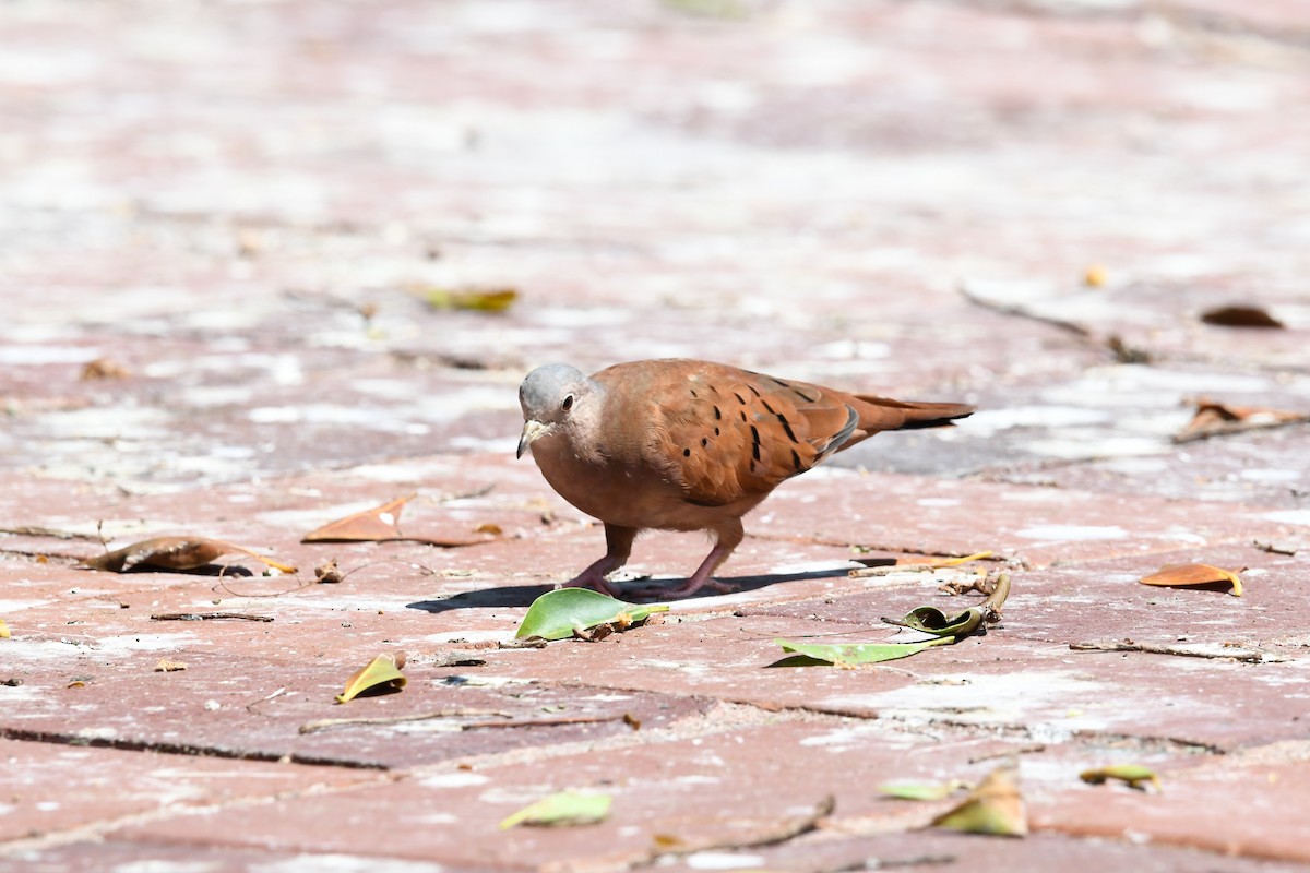 Ruddy Ground Dove - ML620809151