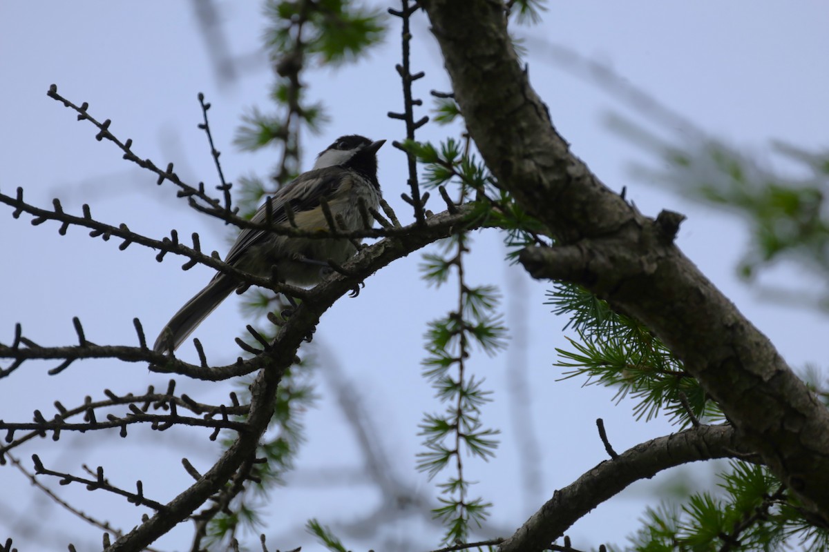 Black-capped Chickadee - ML620809159