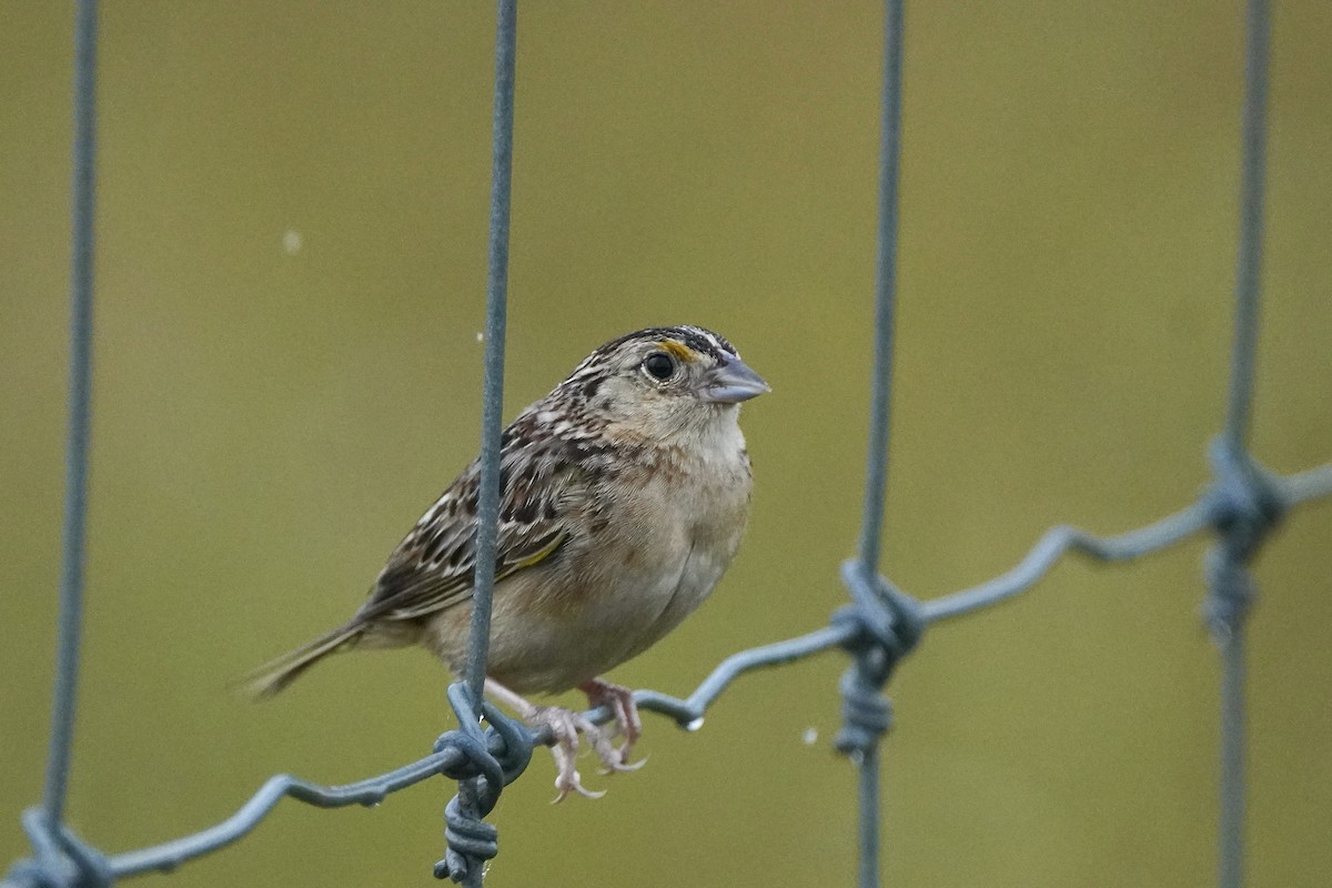 Grasshopper Sparrow - Charles Morano