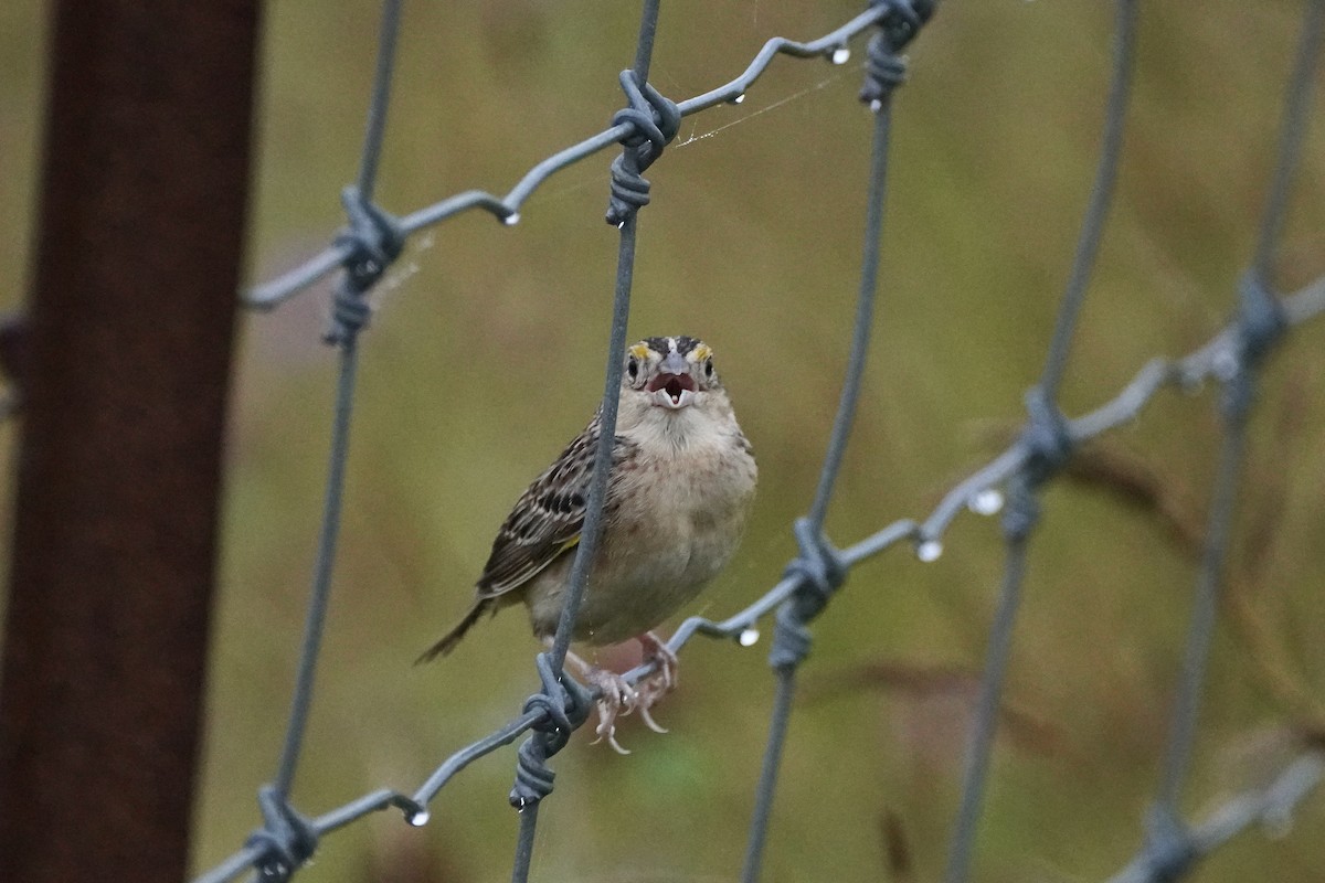 Grasshopper Sparrow - ML620809161