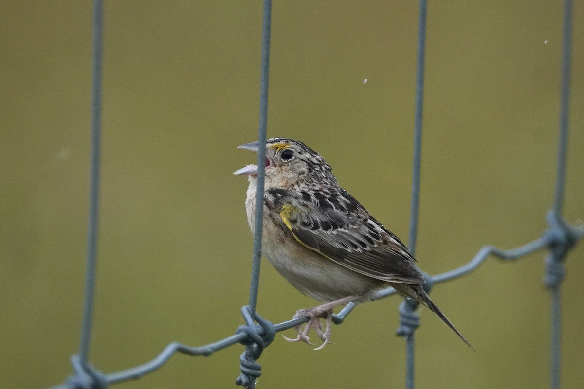 Grasshopper Sparrow - ML620809162