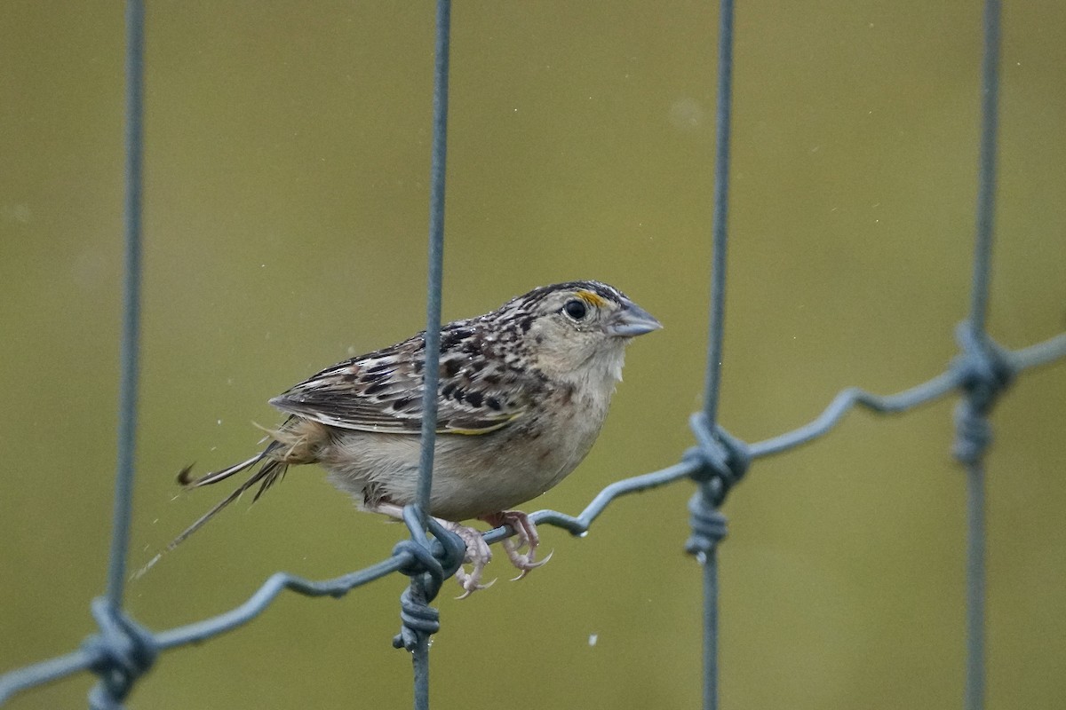 Grasshopper Sparrow - ML620809163