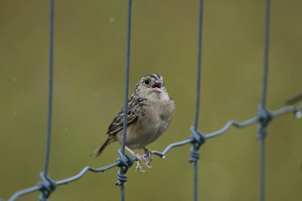 Grasshopper Sparrow - ML620809164