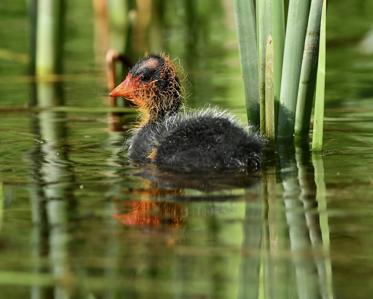 American Coot - M Nagy