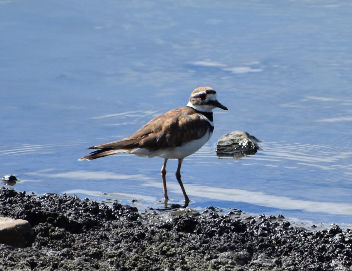 Killdeer - ML620809166