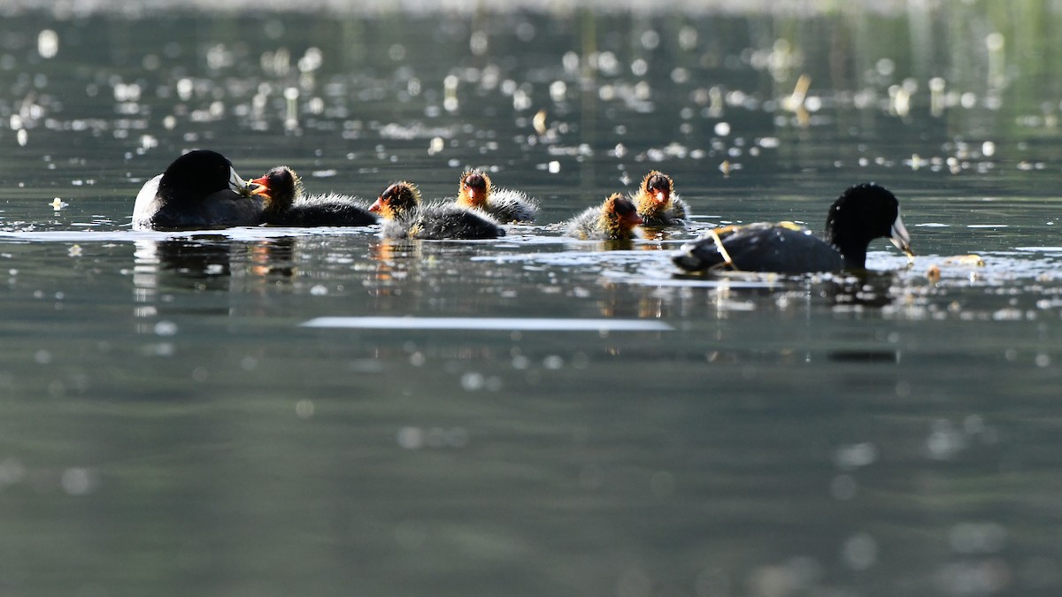 American Coot - ML620809169