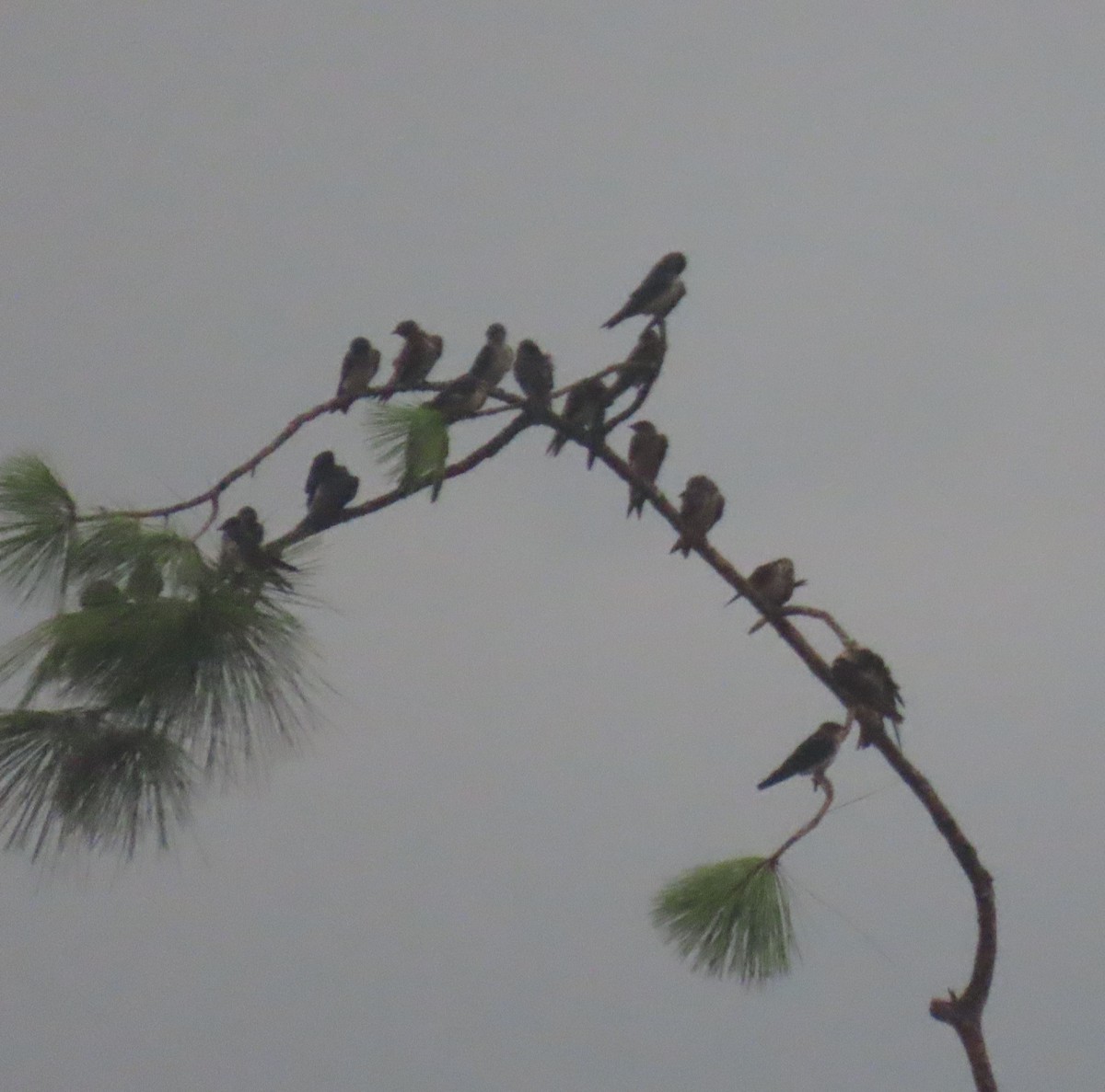 Purple Martin - ML620809170