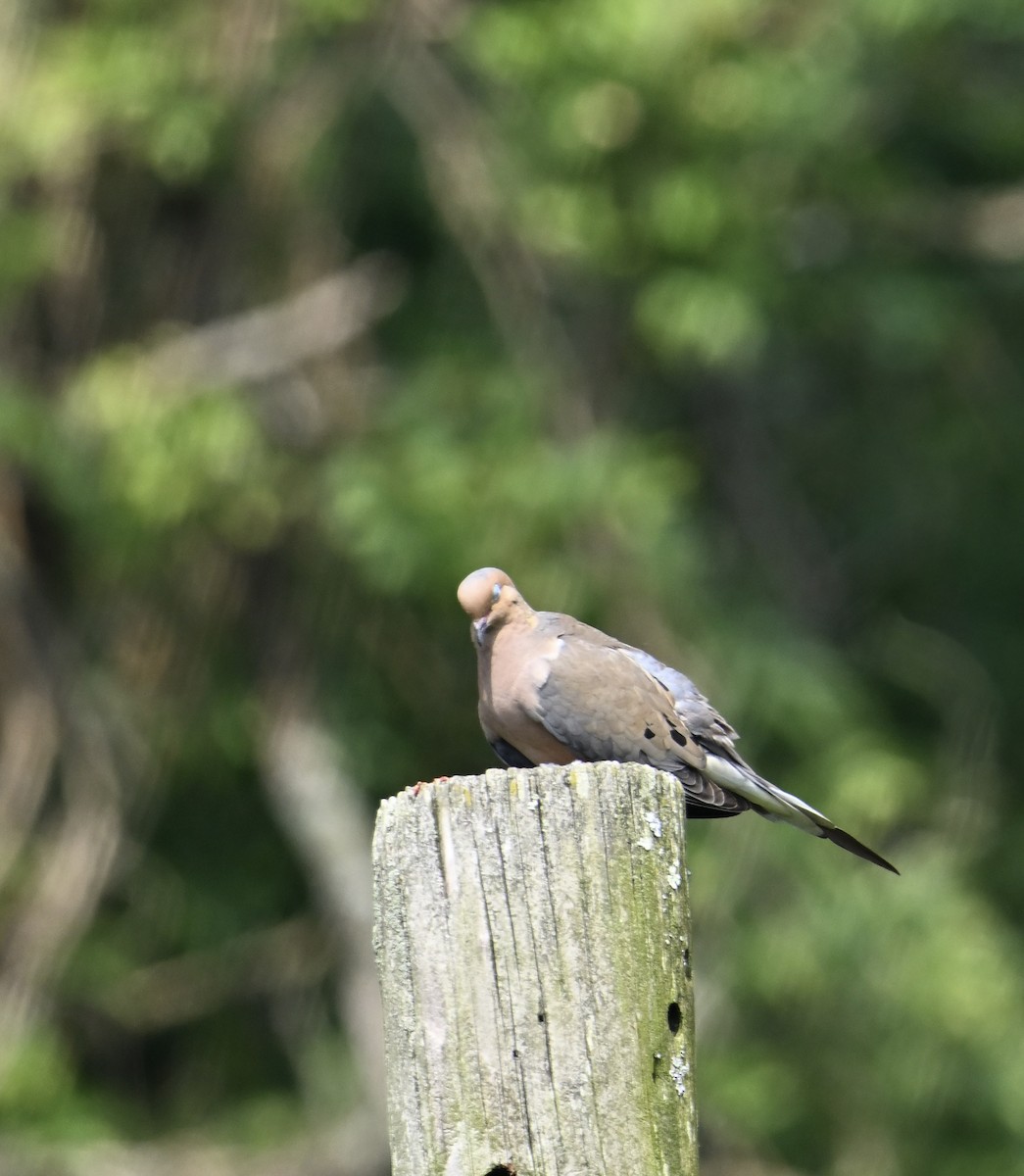 Mourning Dove - ML620809174