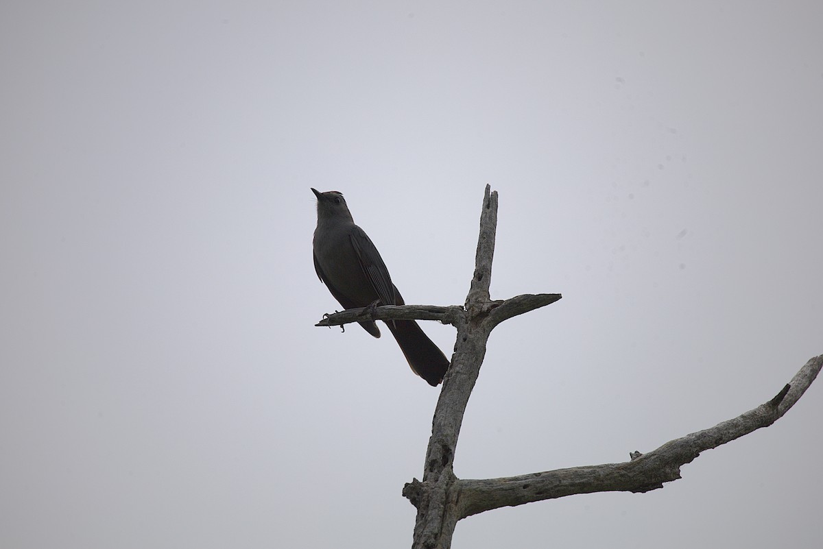 Gray Catbird - ML620809175