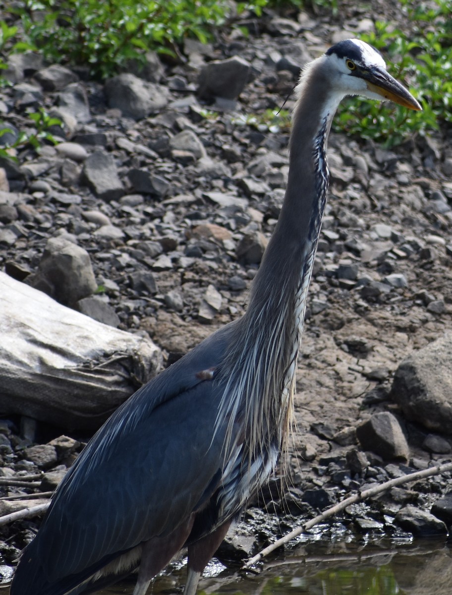 Great Blue Heron - ML620809176