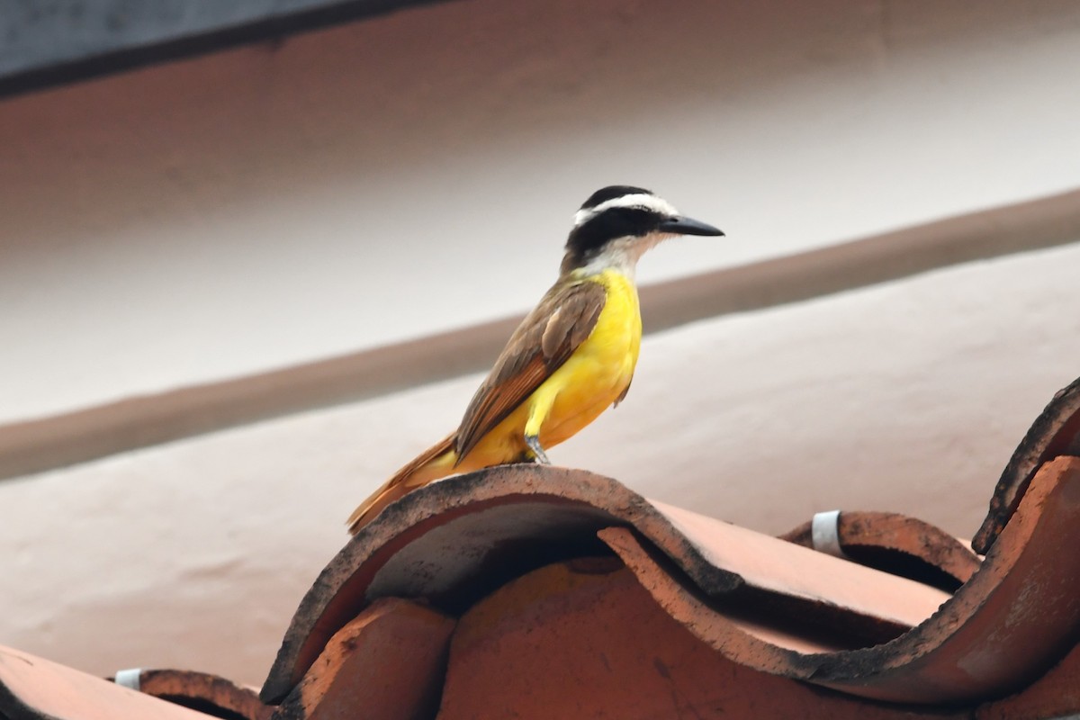 Lesser Kiskadee - ML620809177