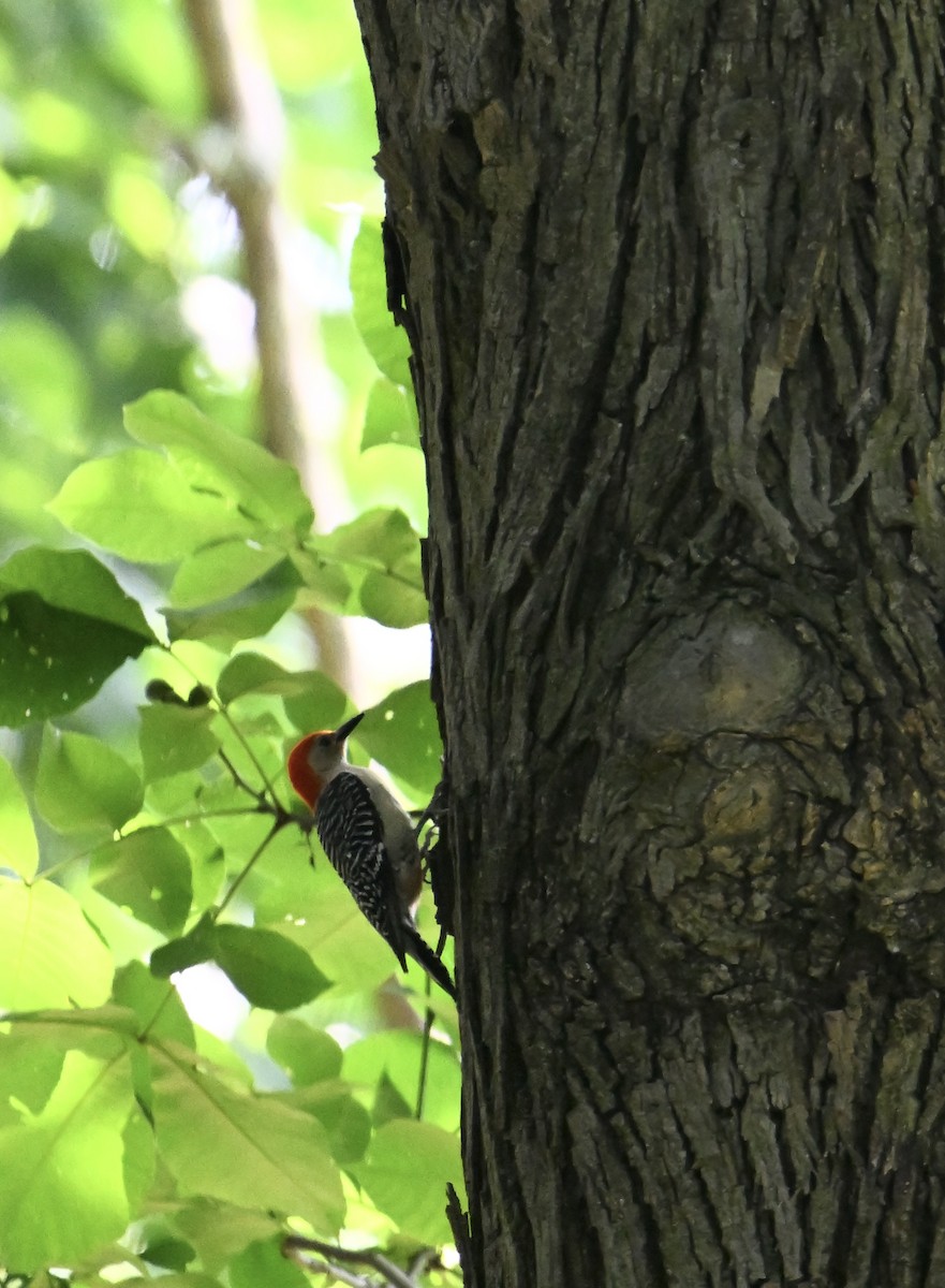 Red-bellied Woodpecker - ML620809179