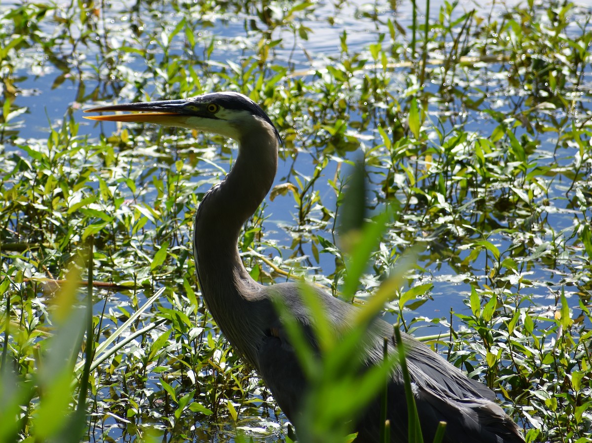 Great Blue Heron - ML620809180