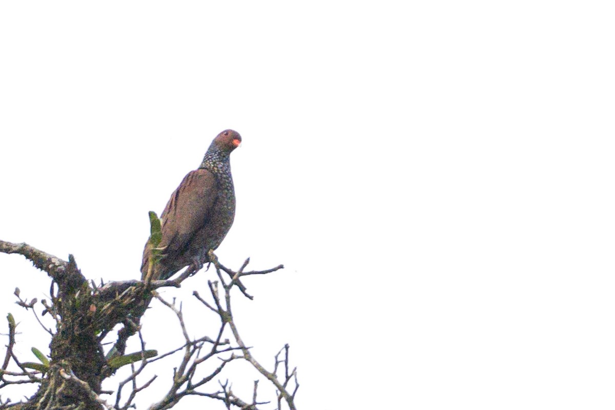 Scaled Pigeon - ML620809182