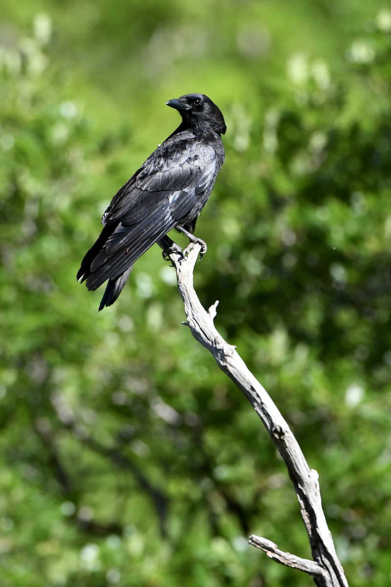 American Crow - ML620809183