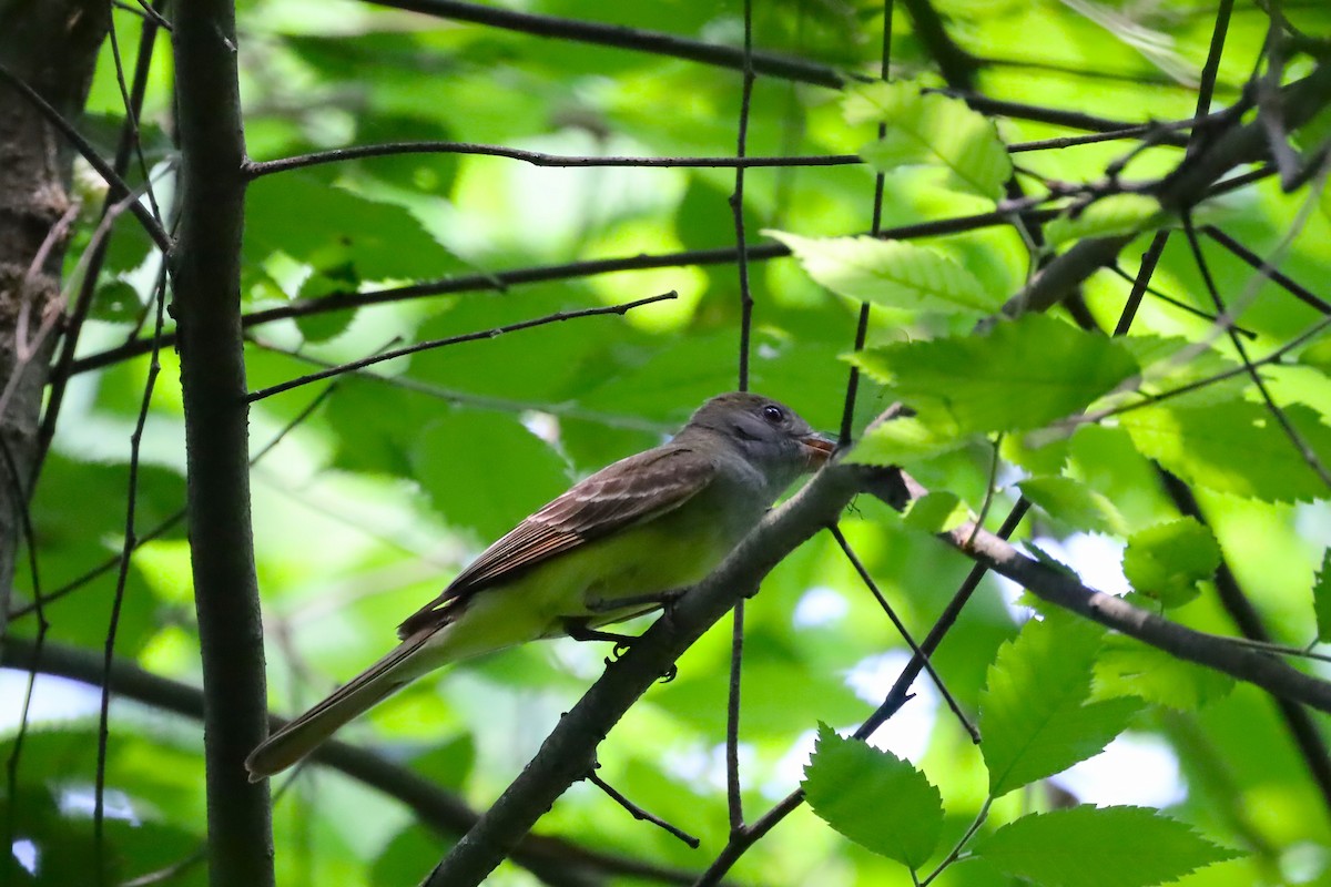 Great Crested Flycatcher - ML620809187