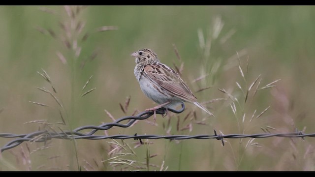 Прерийная овсянка-барсучок - ML620809193