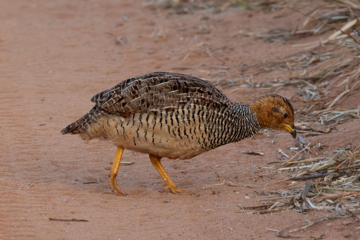 Coqui Francolin - ML620809194