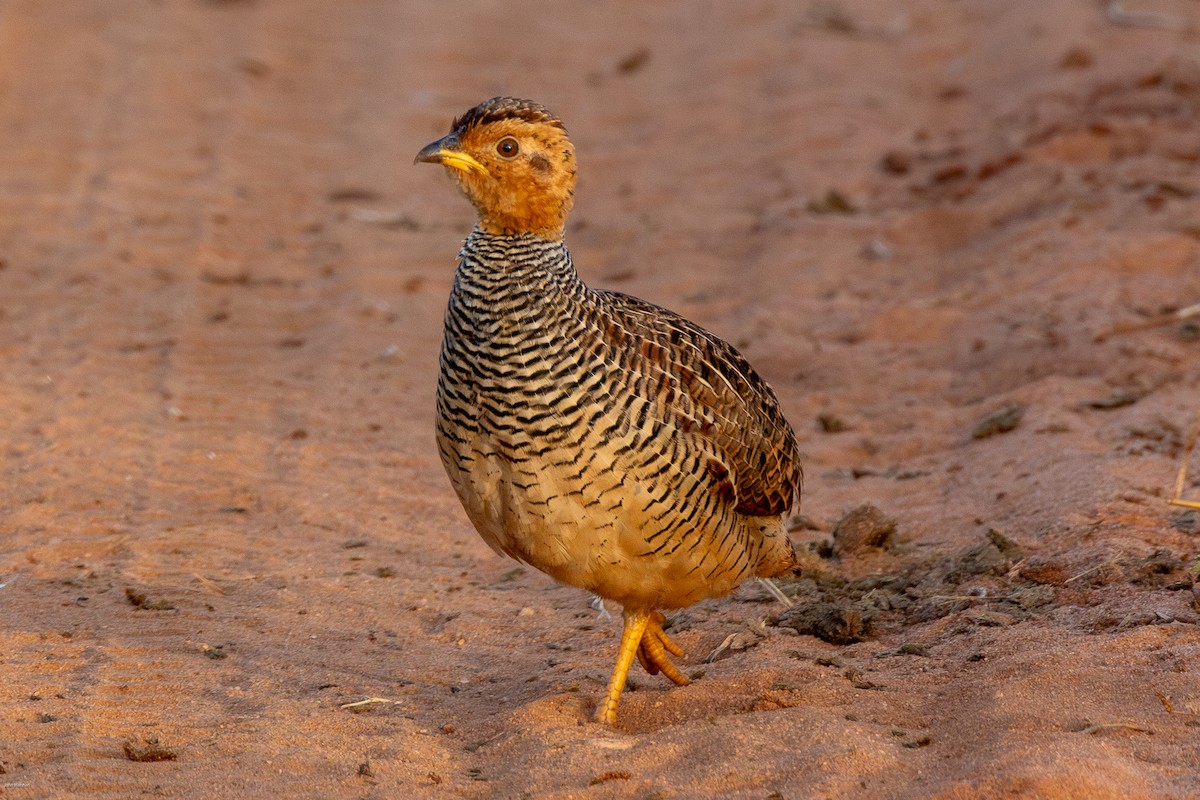 Coqui Francolin - ML620809196