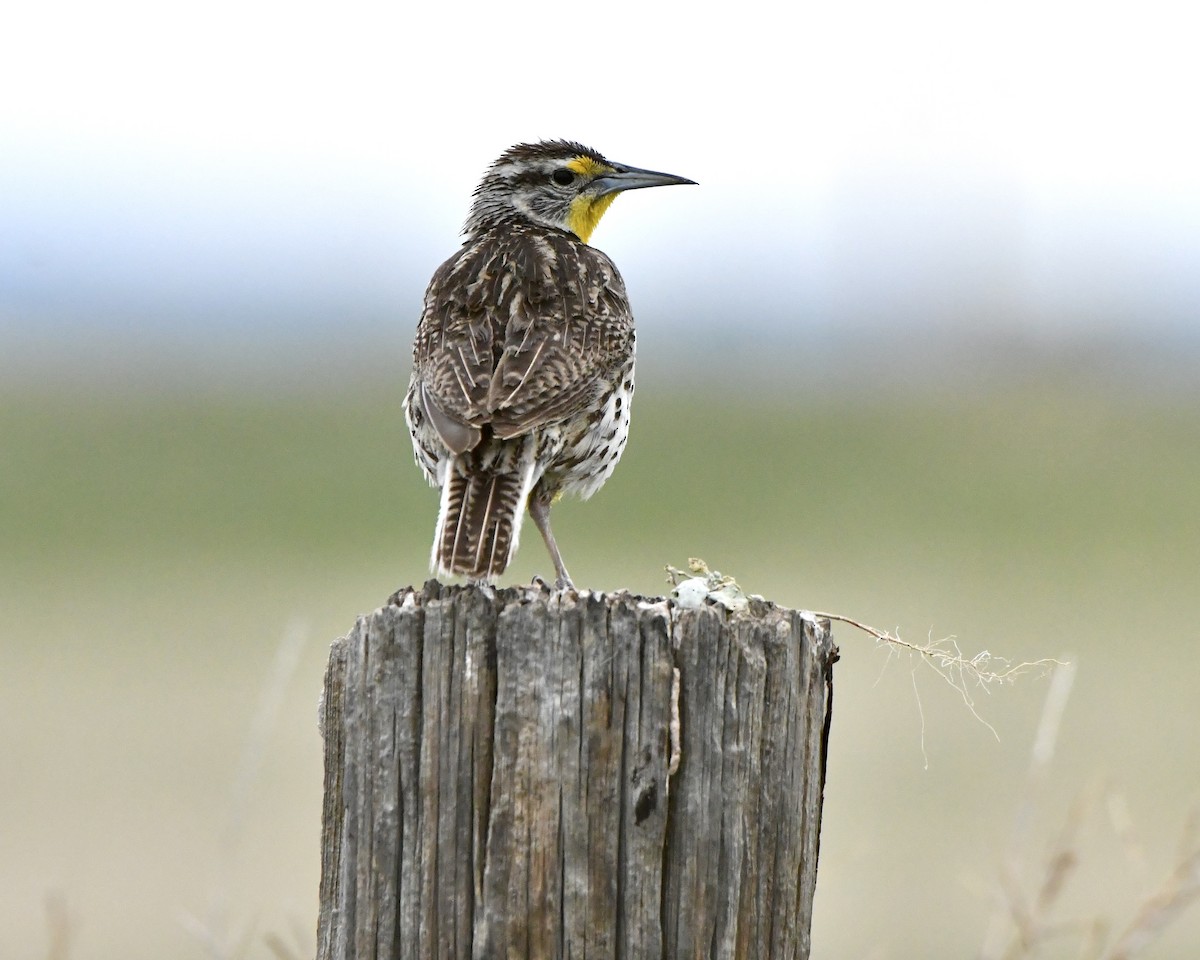 Western Meadowlark - ML620809198