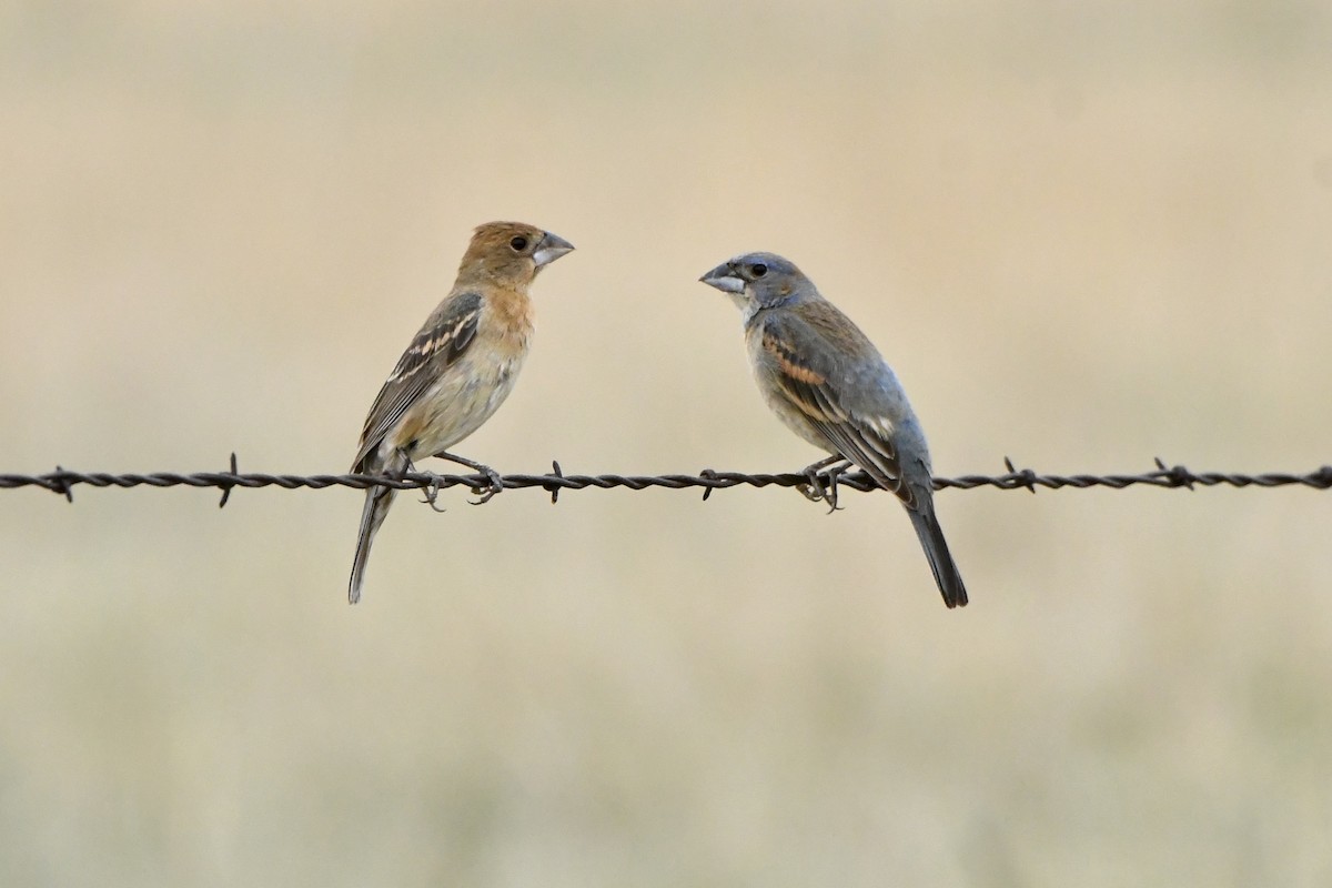 Blue Grosbeak - ML620809200