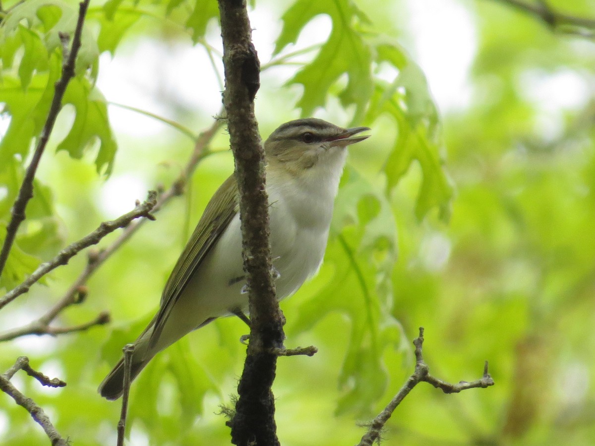 Vireo Ojirrojo - ML620809203