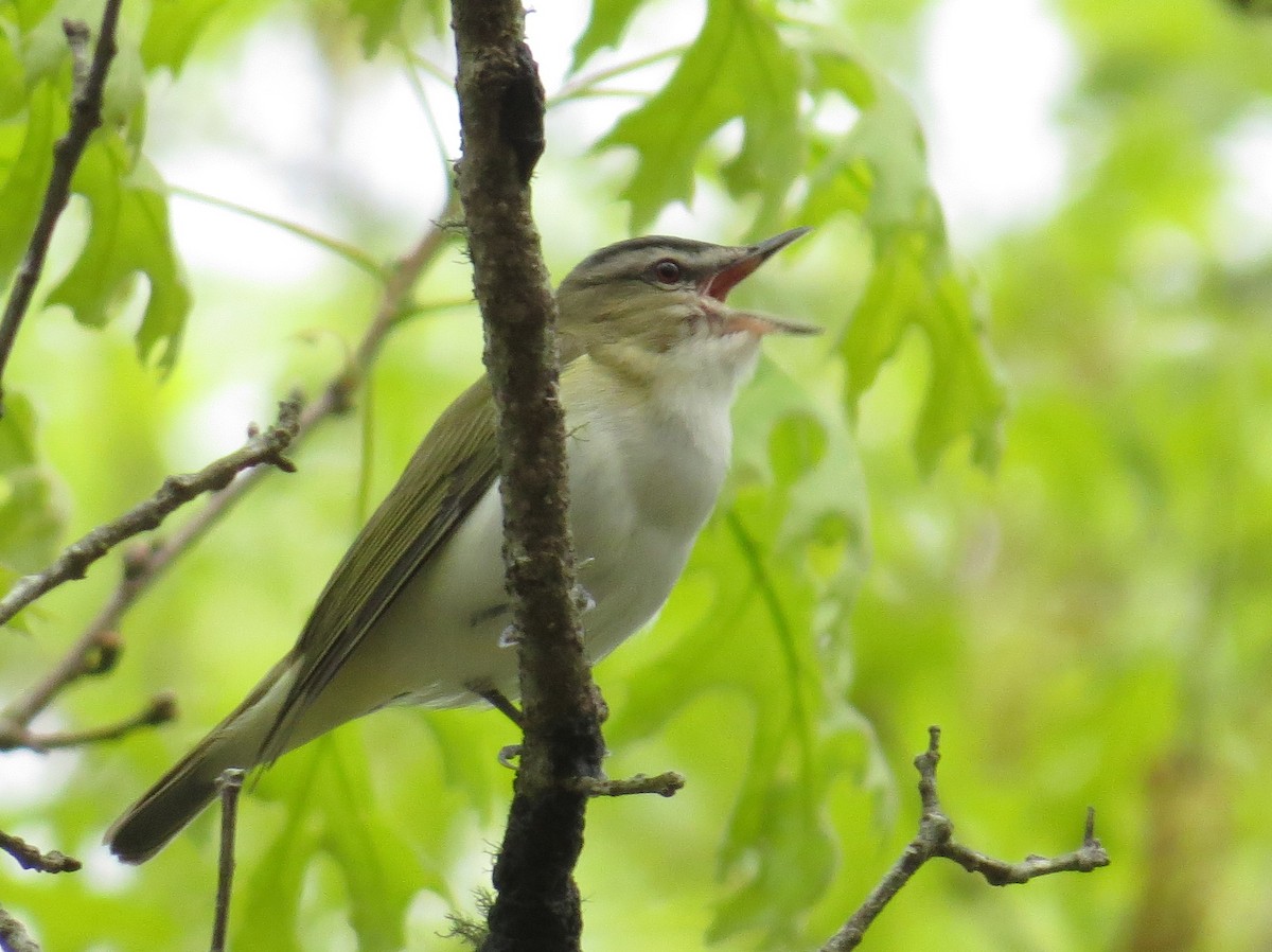 Vireo Ojirrojo - ML620809204