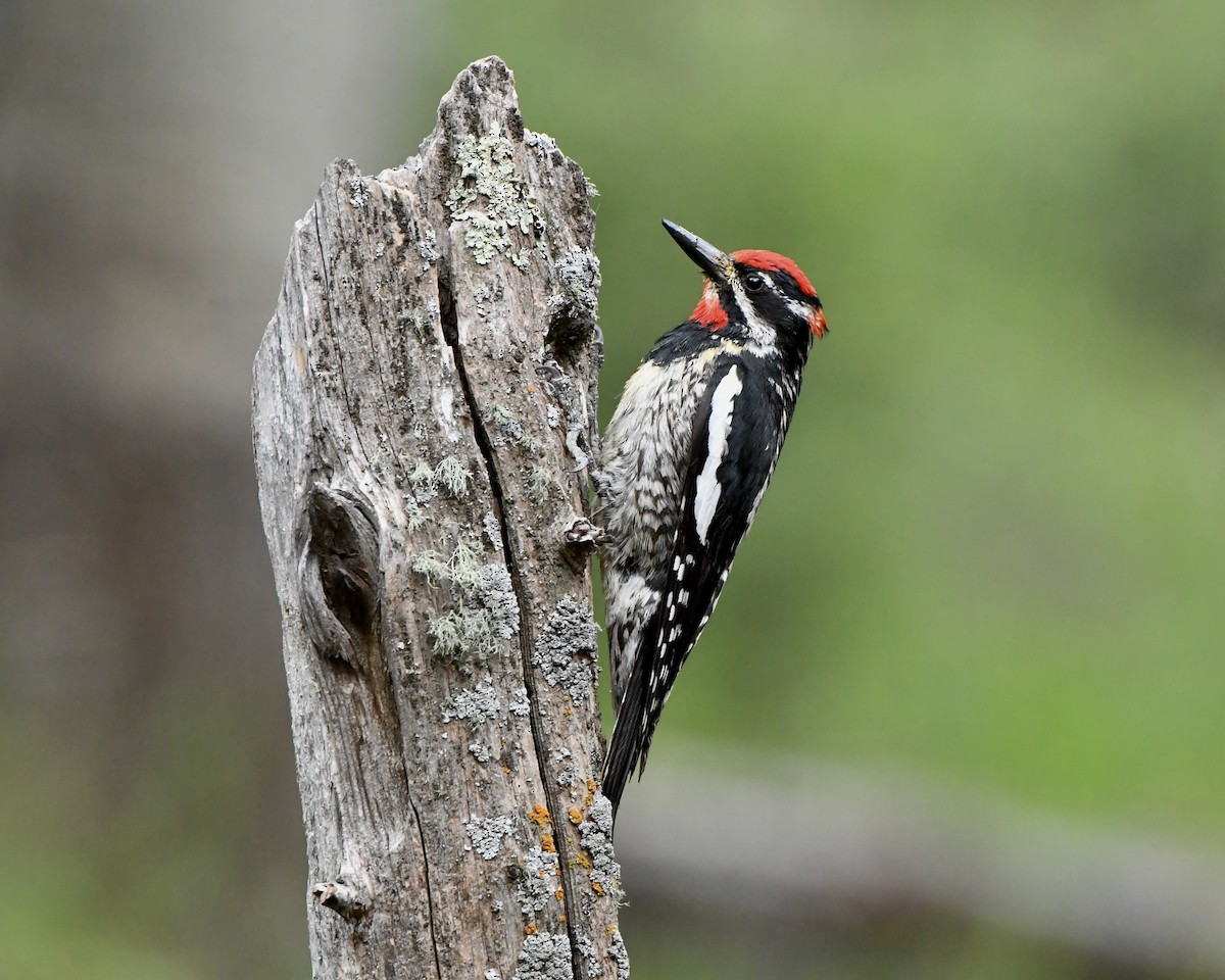 Red-naped Sapsucker - ML620809221