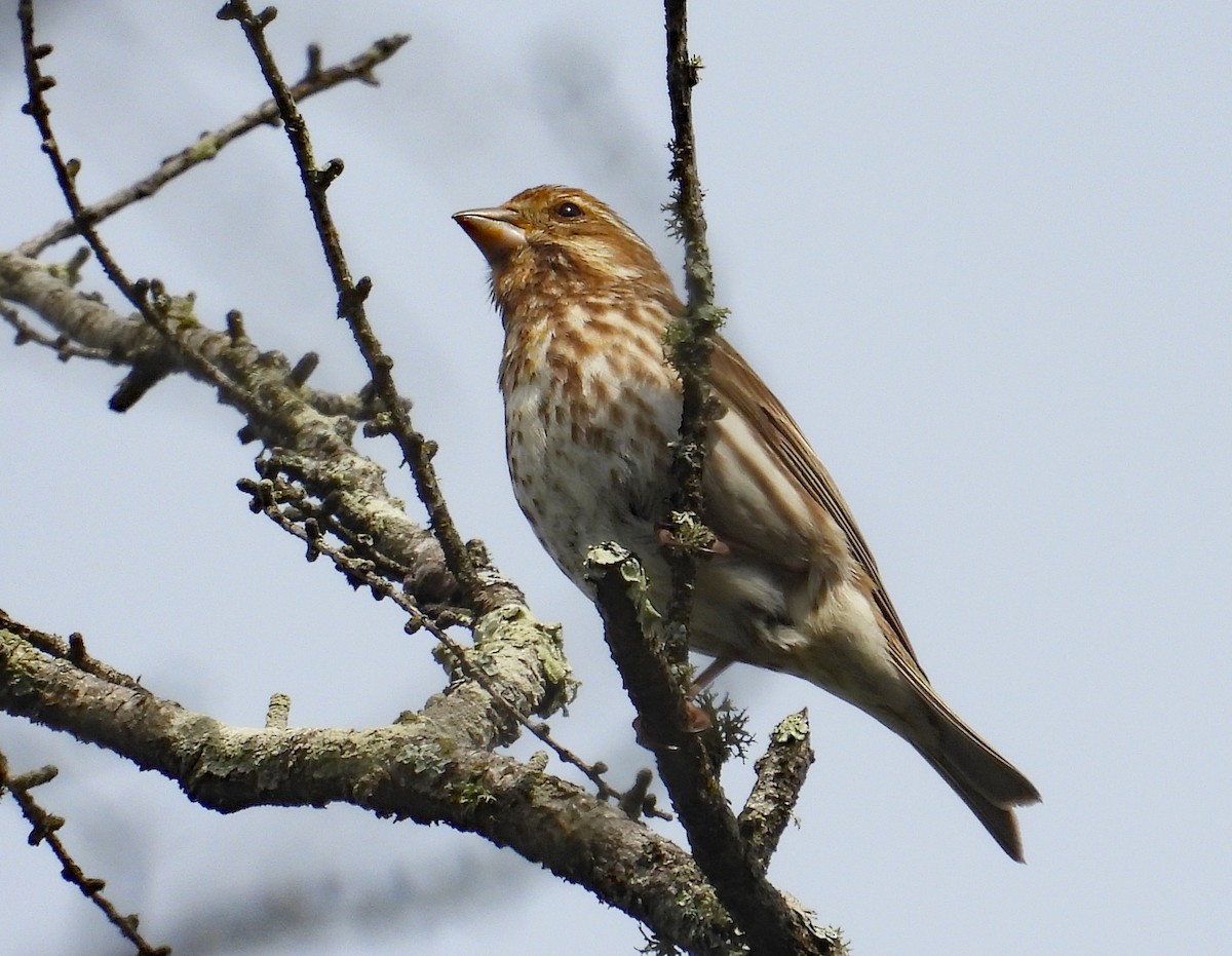 Purple Finch - ML620809222