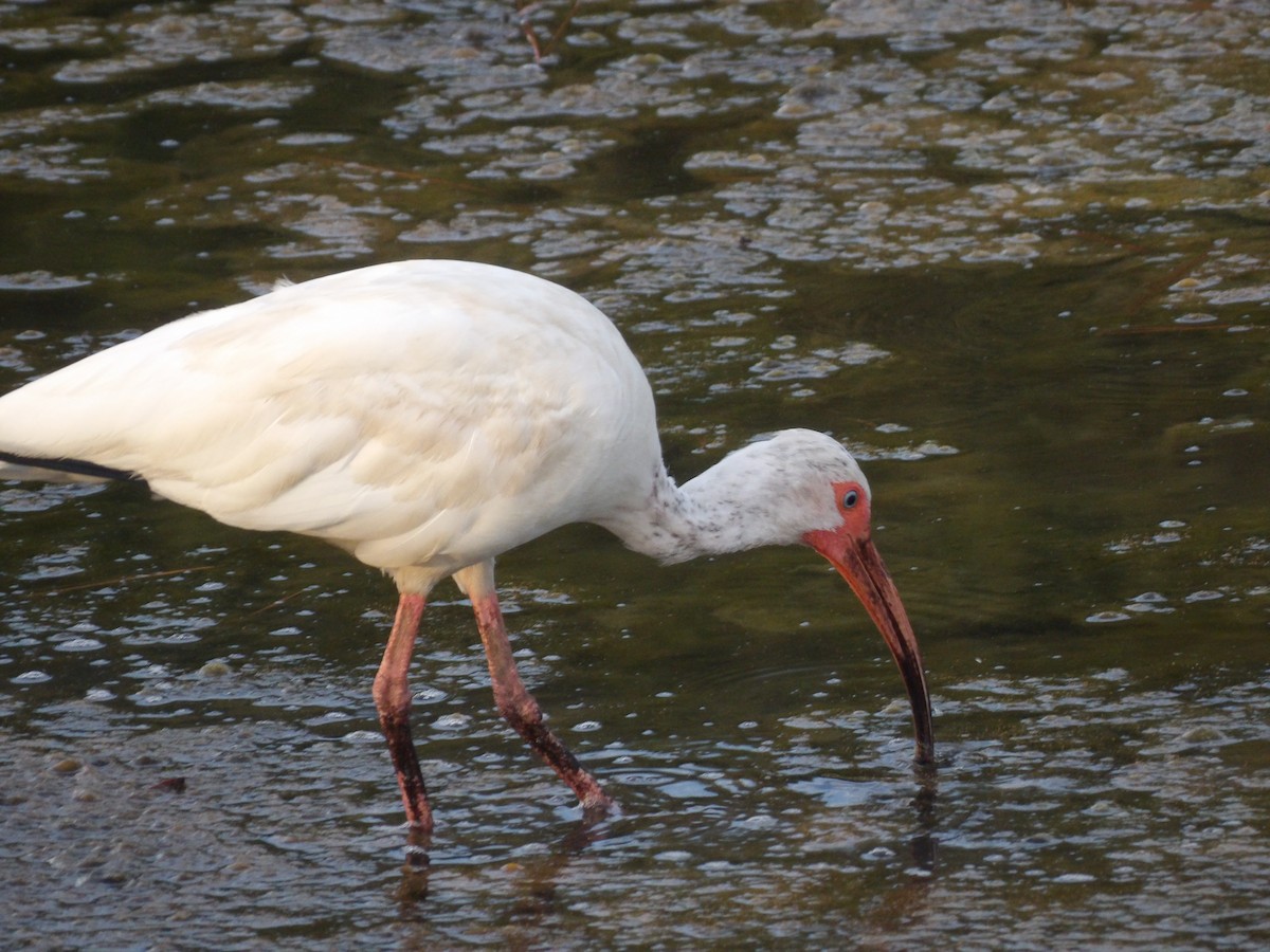 Ibis Blanco - ML620809224