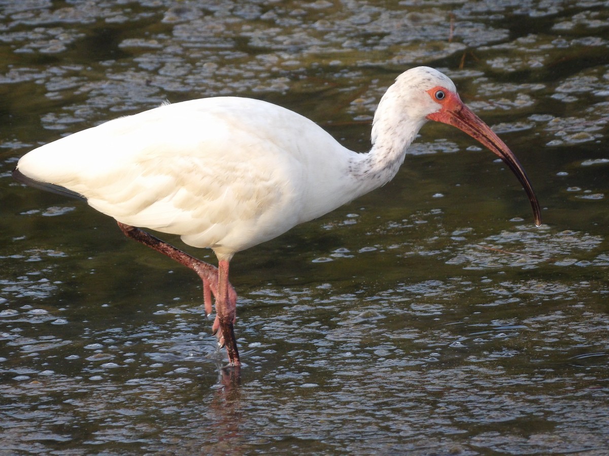 White Ibis - Marcelo Gutierrez