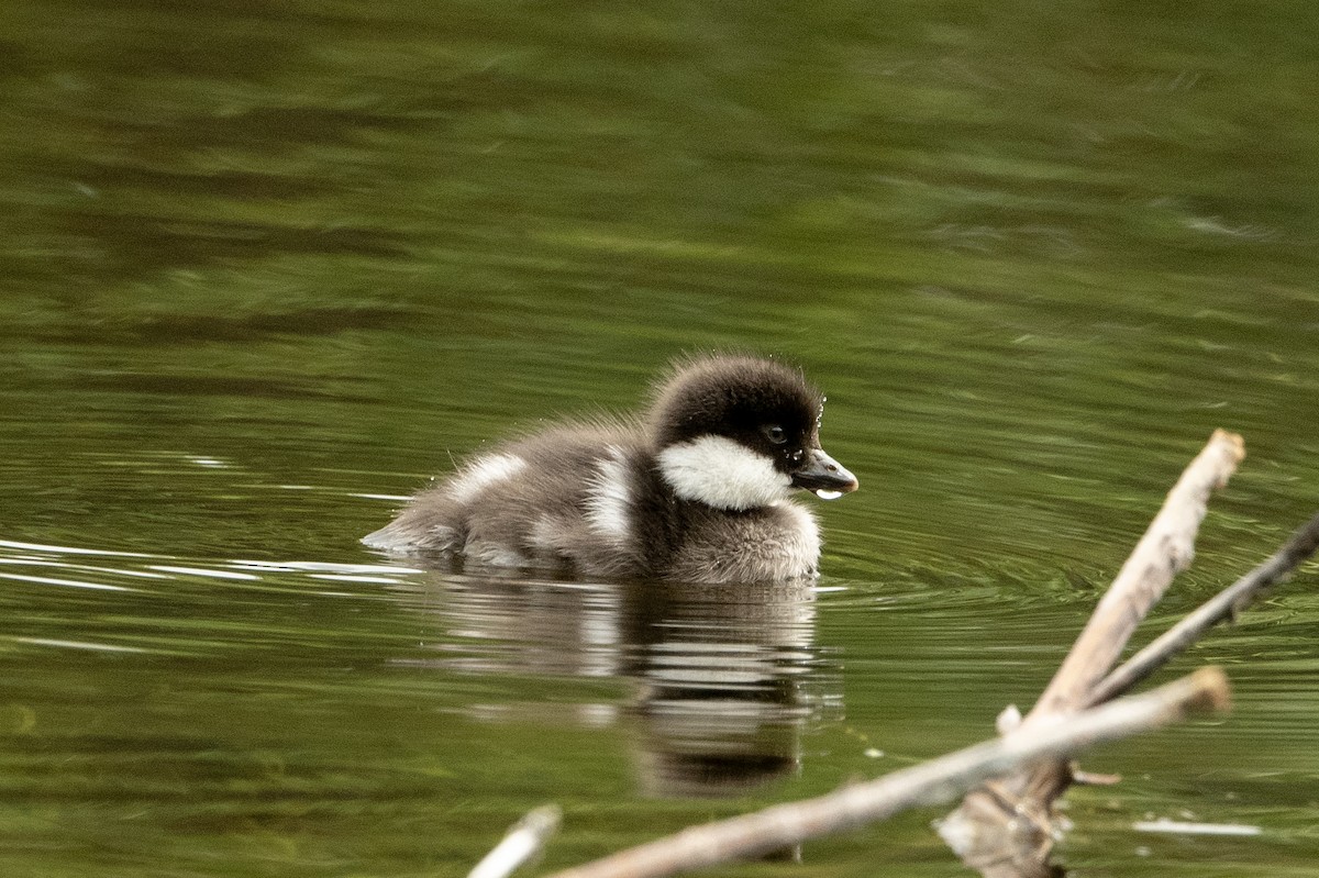 Barrow's Goldeneye - ML620809229