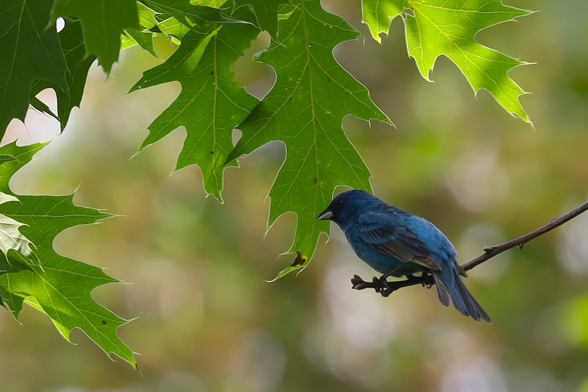 Indigo Bunting - ML620809237