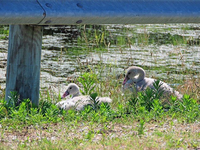 Trumpeter Swan - ML620809239