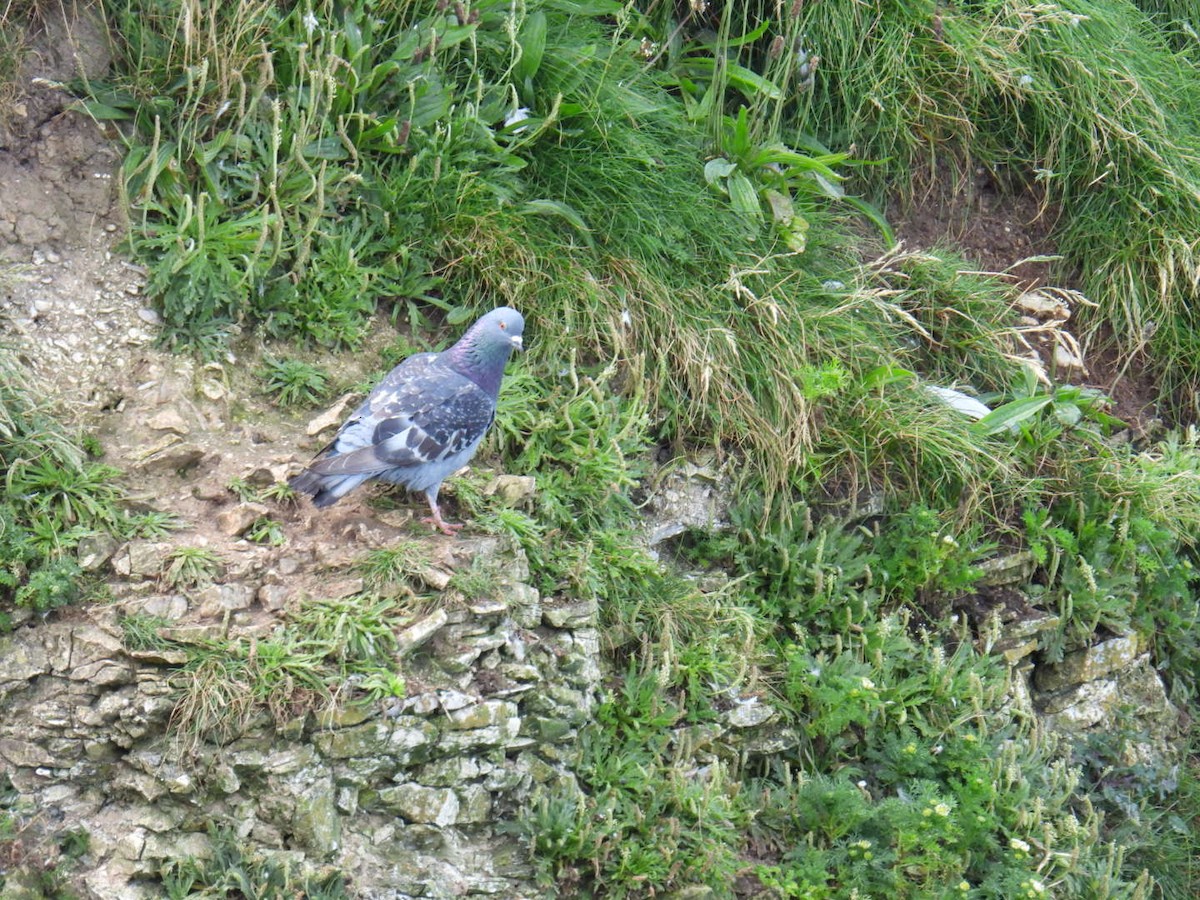 Rock Pigeon (Feral Pigeon) - ML620809240