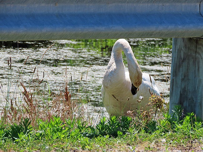 Trumpeter Swan - ML620809242