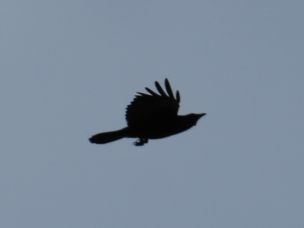 Fish Crow - ML620809244