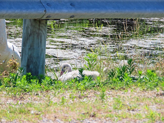 Trumpeter Swan - ML620809246