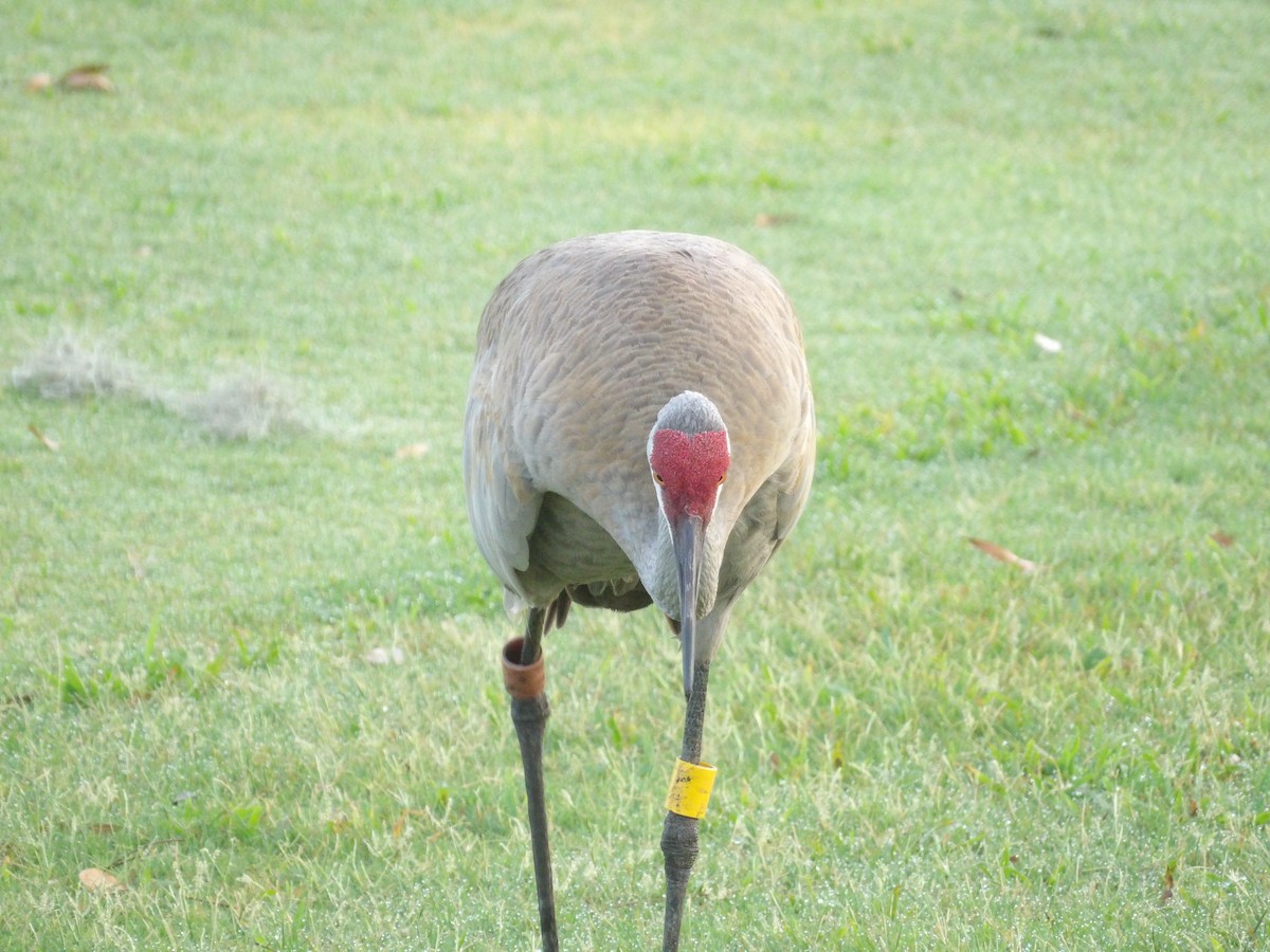 Sandhill Crane - ML620809247