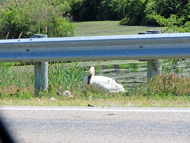 Trumpeter Swan - ML620809248