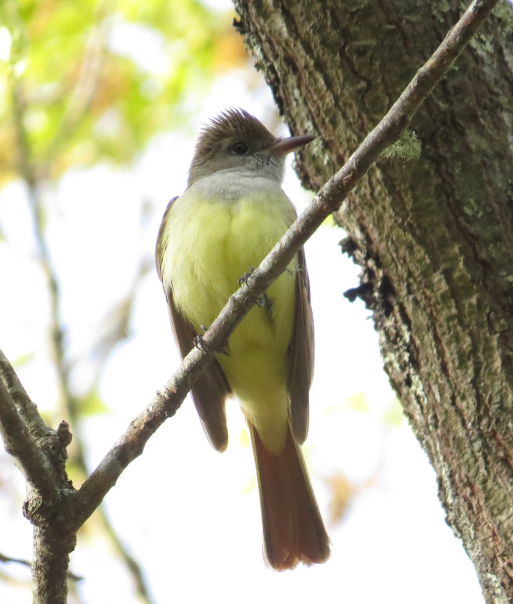 Great Crested Flycatcher - ML620809256