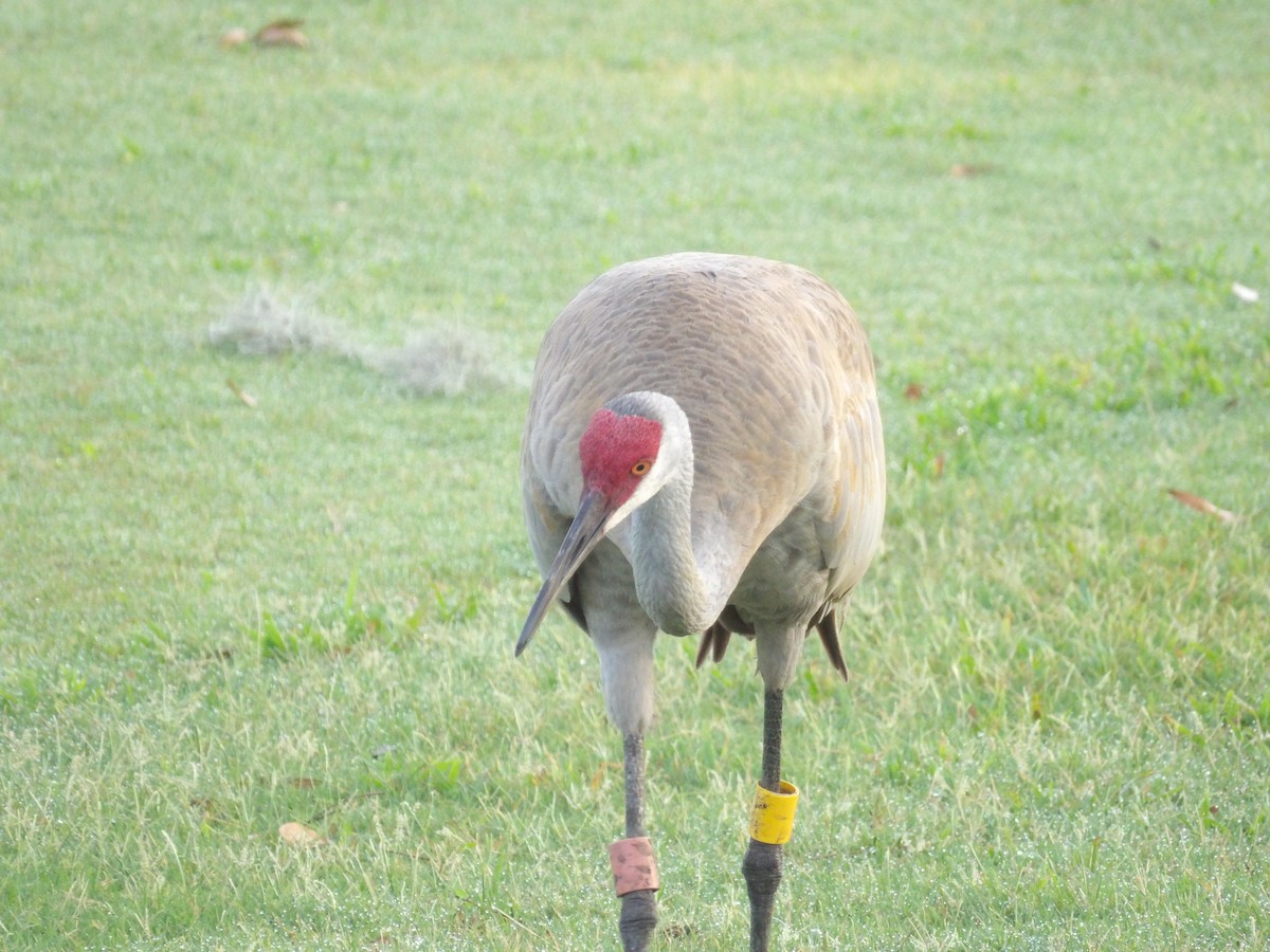 Sandhill Crane - Marcelo Gutierrez