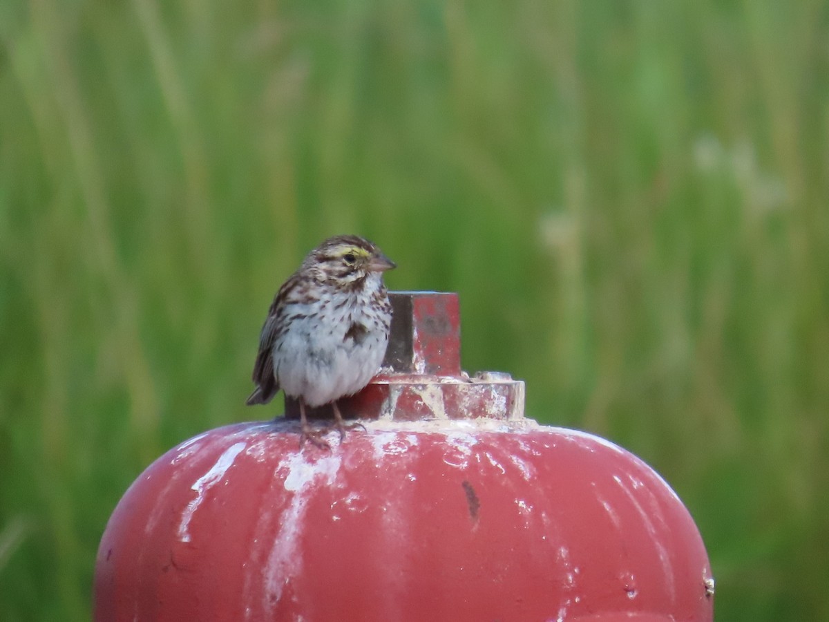 Savannah Sparrow - ML620809260