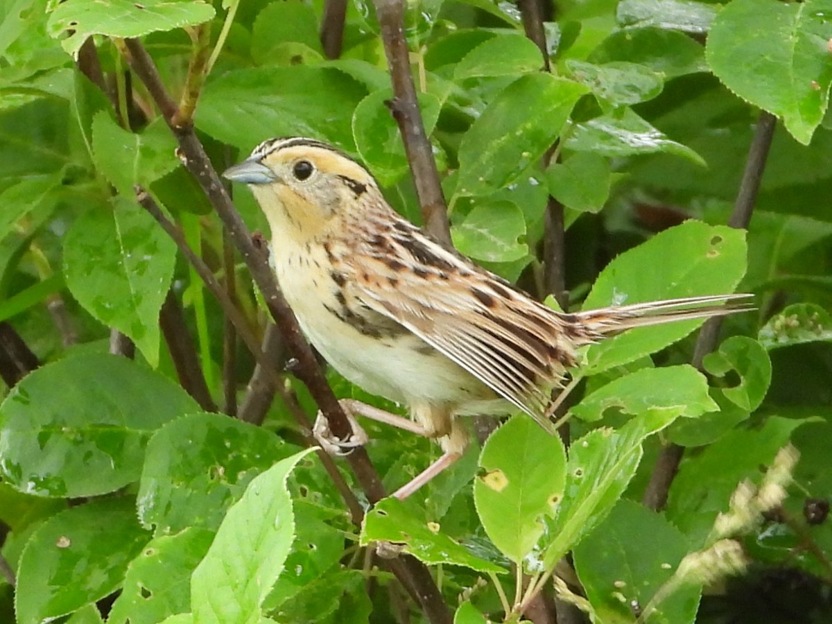 LeConte's Sparrow - ML620809261