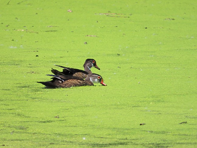 Wood Duck - ML620809262