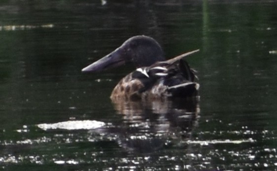 Northern Shoveler - ML620809263